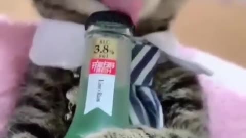 #funny cats #funny animals #shorts