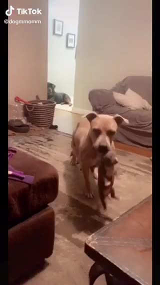 The house is not enough for four dogs 🐶😂