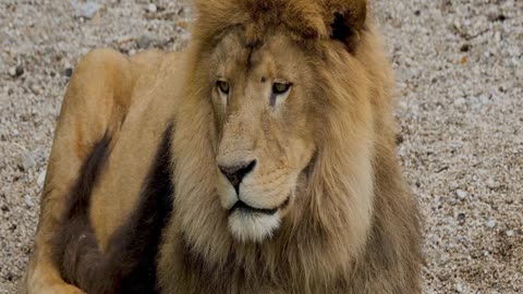 Lion in the wild. Most Unique Lions