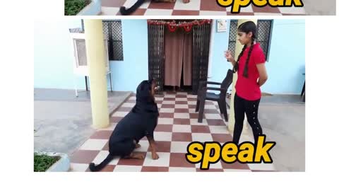 How to defend against the a dog attack, dog training