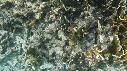 Stoplight Parrotfish