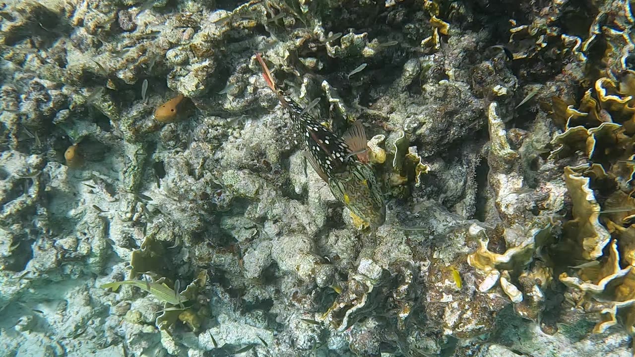 Stoplight Parrotfish