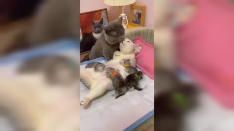 It's time to love | cat kissing