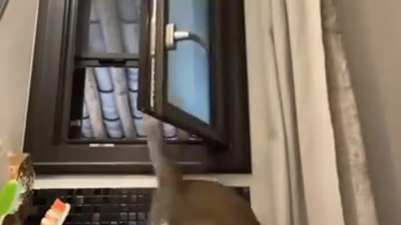 Most funny video 🙀 cat and 🐶 dog