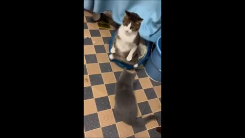 Funny animal videos 2023 - Funny cats/dogs - Funny animals Part