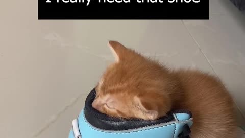 Kitten Sleeps In Needed Shoe