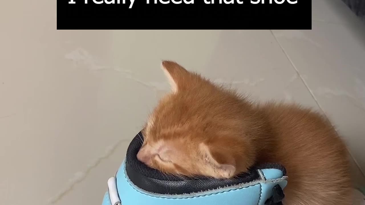Kitten Sleeps In Needed Shoe