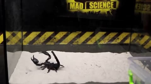 BRUTAL FIGHT OF THE MANTIS AND SCORPION VERSUS OF THE MANTIS - THE AGAMA ATE THE LOCUST!
