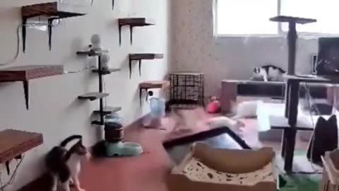 PANIC