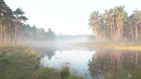 No Copyright Background Nature Video (No Sound, No Music) - Free Footage