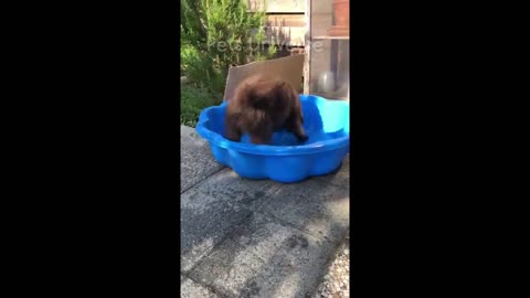 Best Funny Animals 2024
