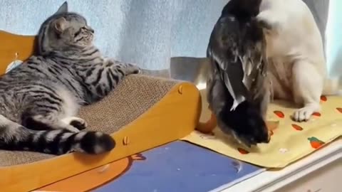 Funny and Peaceful