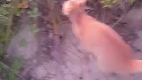 Cat caçando