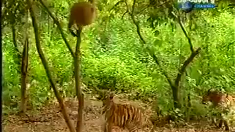 Funny monkey