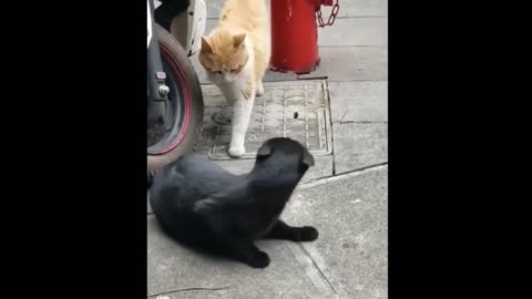 Cats funny moments