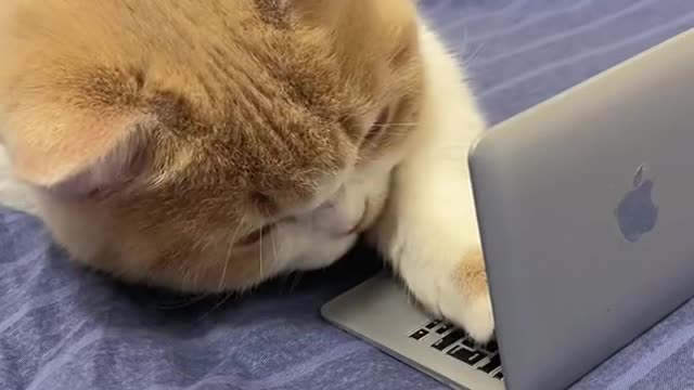 Does your cat have a computer?