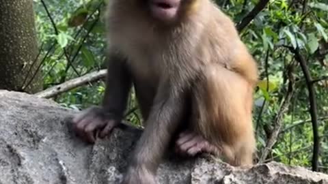 The monkey Feeding treasure #Animal world highlights #animal world, #man and nature Monkey