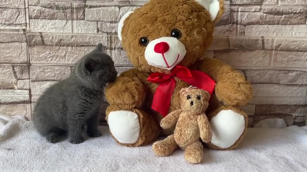 Cute Kitten and 2 Teddy Bear