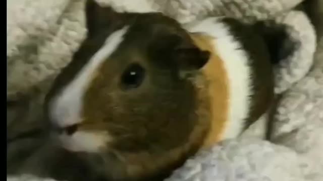 Lovely Piggy