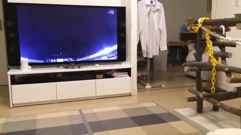 TOP 10 dog barking videos