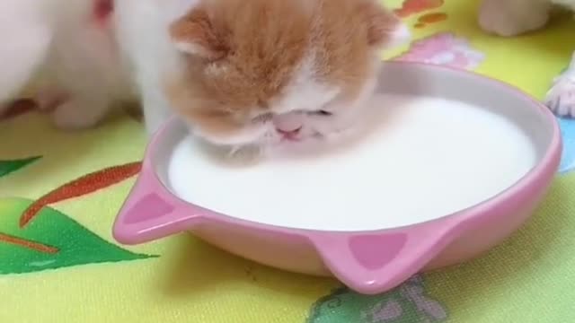 OMG So Cute Cats ♥ Best Funny Cat ❤️🐈Videos 2021 #shorts