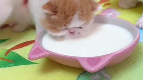 OMG So Cute Cats ♥ Best Funny Cat ❤️🐈Videos 2021 #shorts
