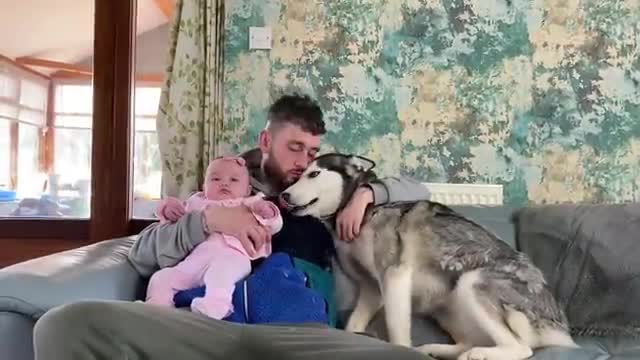 Jealous Husky Is More Of A Baby Than My Newborn Baby!!