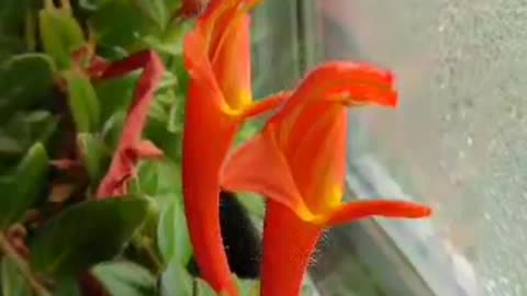 A Dolphin Flowery Plant