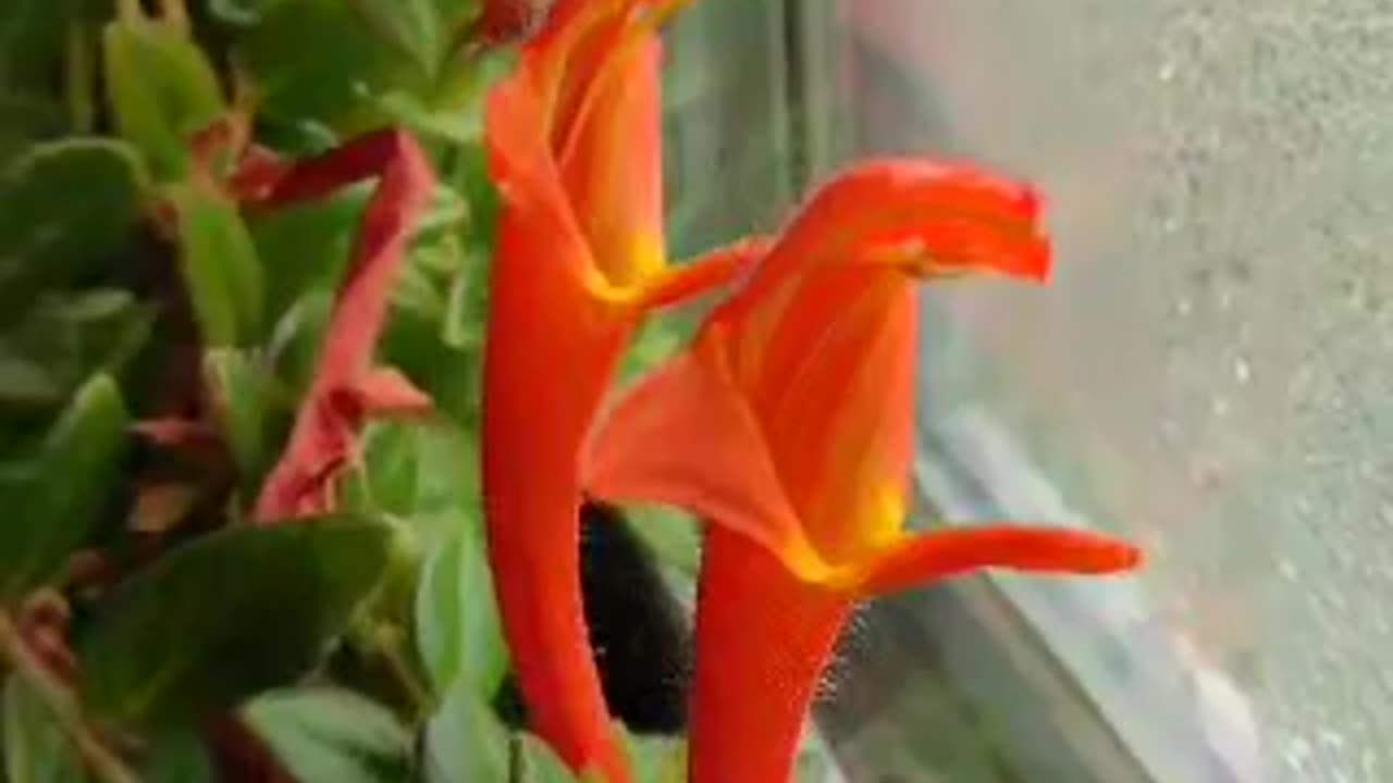 A Dolphin Flowery Plant