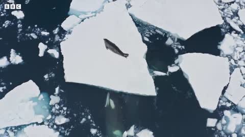 Incredible Orca Hunt | Frozen Planet