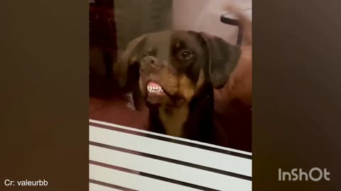 Funny animals, cute pets, funny pets, cute dog's and cats