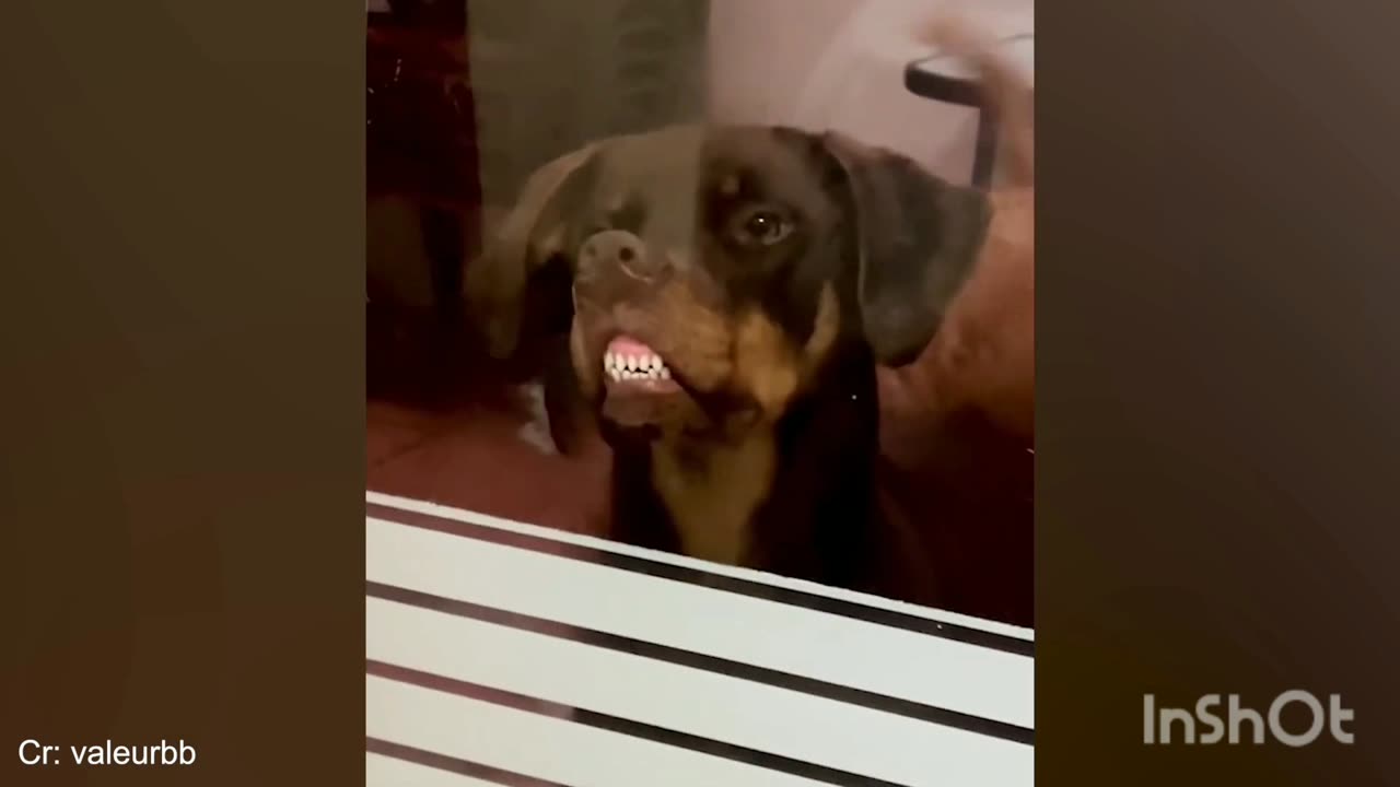 Funny animals, cute pets, funny pets, cute dog's and cats
