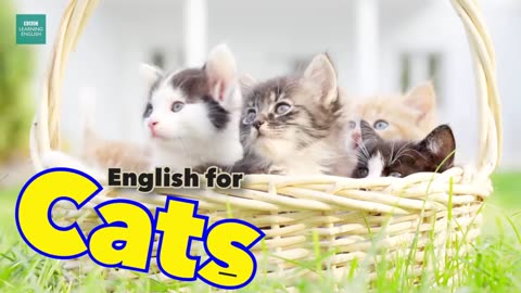 English for Cats 🐱🐱🐱 video