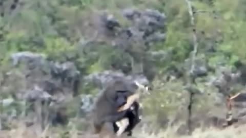 BABOON Saves The FAWN