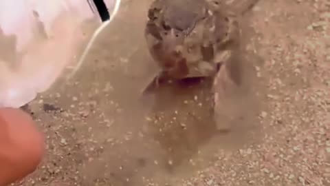 Saving a thirsty bird