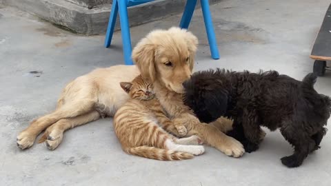Harmonious cat and dogs
