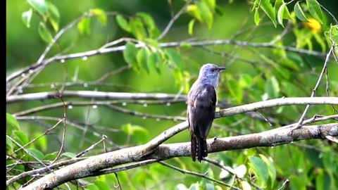 STUNNING BIRD SOUNDS