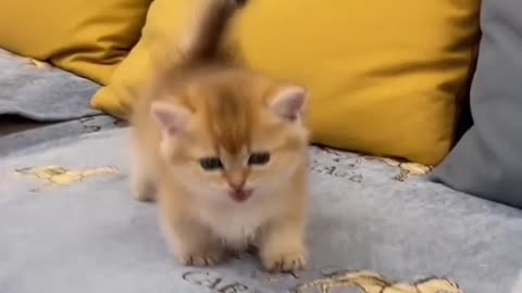 very cute baby cat meow meow meow