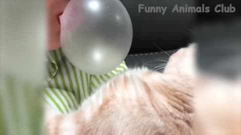 Happy Animals