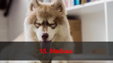 🐕 TOP 50 Badass Dog Names For Female!