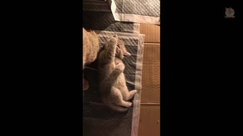 Cute animals