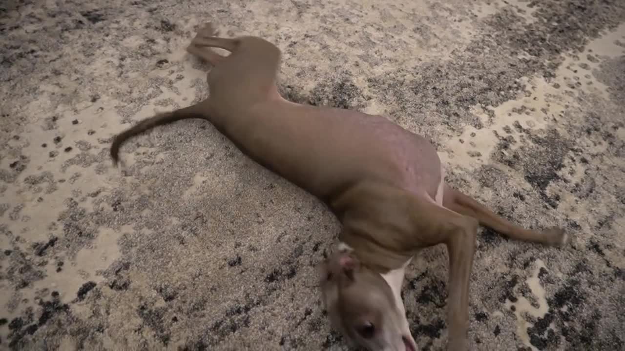 I Filmed My Dog Whenever He Cried Or Was Nasty For 24 Hours