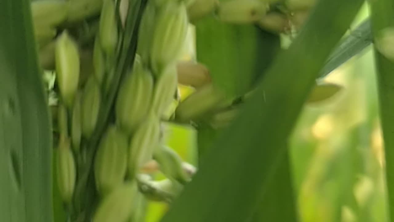 Greenery Rice paddy about to mature planet Earth