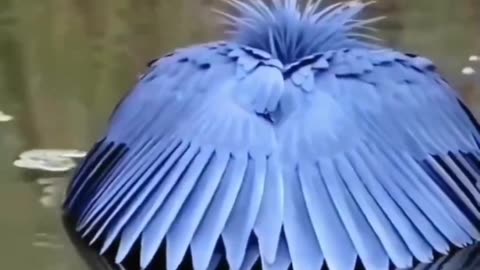 The charismatic black heron #shorts #shortvideo #video #virals #videoviral