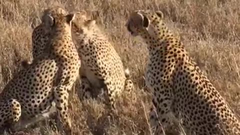 A group of Leopards in the wild
