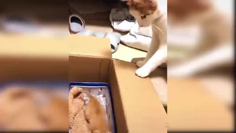 Mother Cat can't wait