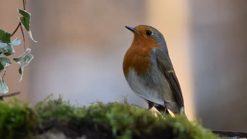 A Bird