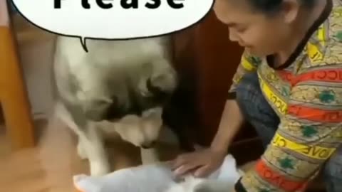 the husky dog tried to tuch the little kittens and this happend