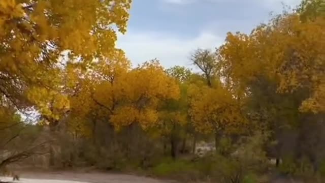 # autumn # wind # yellowleaves # sky # missyou # relax # beauty # foryou