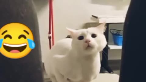 Funny cute cate I bet u will laugh 😃